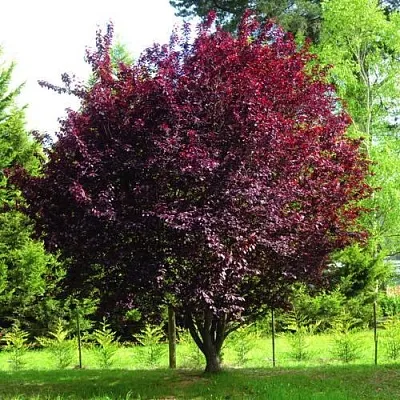 Слива НИГРА растопыреная   Слива НИГРА растопыреная  в Реутове