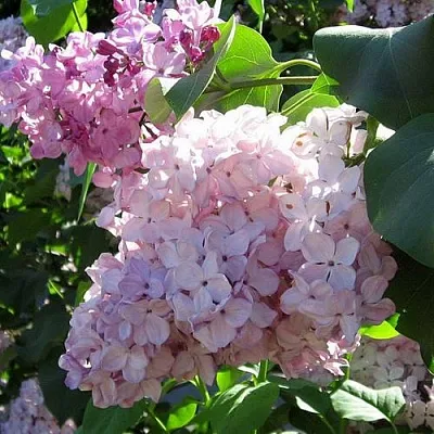 Сирень ГОРТЕНЗИЯ  Сирень ГОРТЕНЗИЯ в Реутове