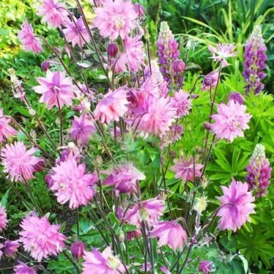 Аквилегия БАРЛОУ ПИНК гибрид МакКаны — описание сорта Аквилегия БАРЛОУ ПИНК гибрид МакКаны в Реутове