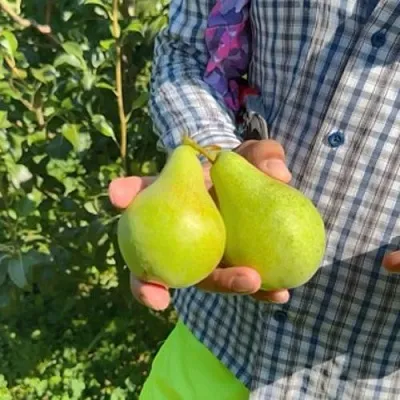 Груша ЗАРЕЧНАЯ КОМПАКТНАЯ  Груша ЗАРЕЧНАЯ КОМПАКТНАЯ в Реутове