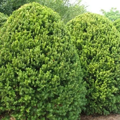 Тис  Тис в Реутове