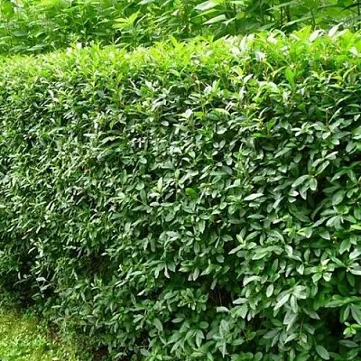 Бирючина обыкновенная в Реутове