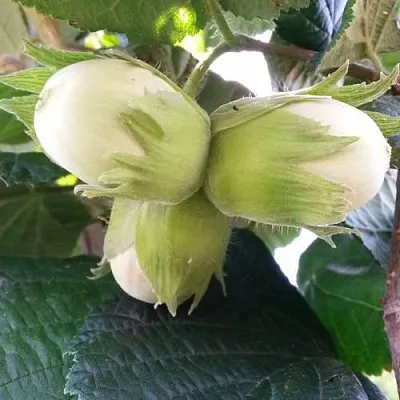 Фундук ЮННАТ  Фундук ЮННАТ в Реутове