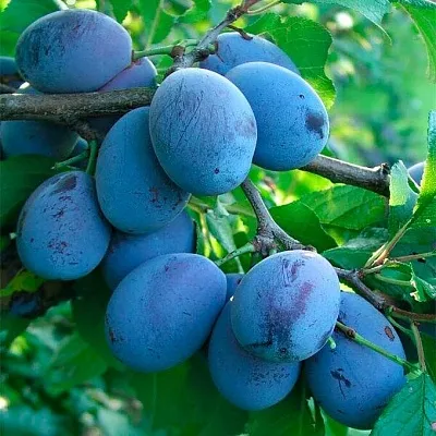 Синяя   Синяя  в Реутове