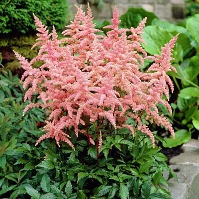 Астильба БРЕССИНГЕМ БЬЮТИ Арендса в Реутове