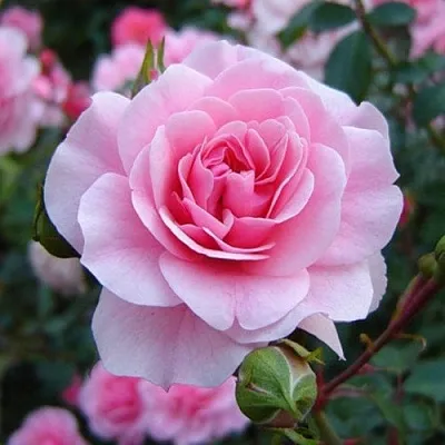 Саженцы роз БОНИКА флорибунда  Саженцы роз БОНИКА флорибунда в Реутове