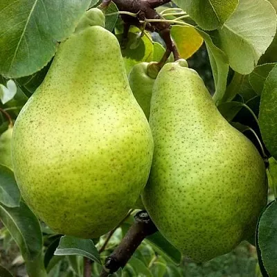 Груша НОЯБРЬСКАЯ ЗИМНЯЯ  Груша НОЯБРЬСКАЯ ЗИМНЯЯ в Реутове