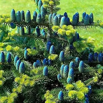 Пихта корейская   Пихта корейская  в Реутове