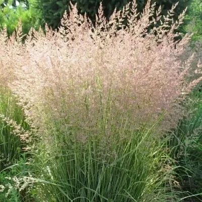 Вейник ОВЕРДАМ остроцветковый в Реутове