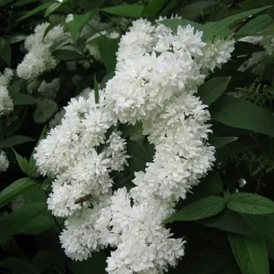 Дейция КАНДИДИССИМА шершавая  Дейция КАНДИДИССИМА шершавая в Реутове