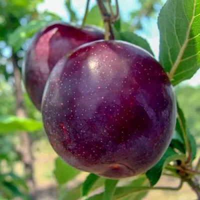 Слива АНЖЕЛИНО  Слива АНЖЕЛИНО в Реутове