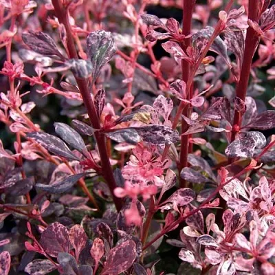 Барбарис АРЛЕКИН тунберга  Барбарис АРЛЕКИН тунберга в Реутове