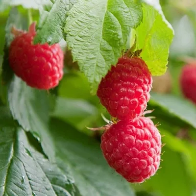 Малина МАРАВИЛЛА  Малина МАРАВИЛЛА в Реутове