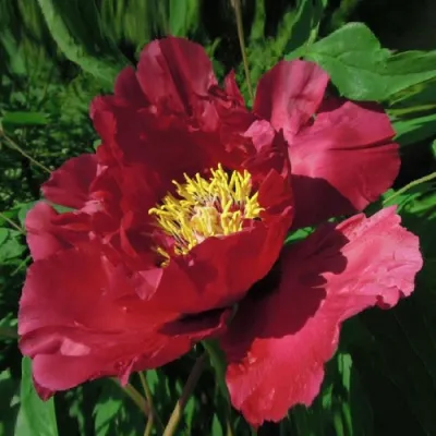Пион КРАСНЫЙ ЛОТОС древовидный в Реутове