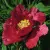 Пион КРАСНЫЙ ЛОТОС древовидный — описание сорта Пион КРАСНЫЙ ЛОТОС древовидный в Реутове