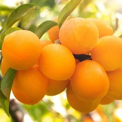 Слива МАРА  Слива МАРА в Реутове