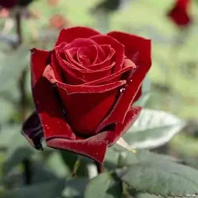 Саженцы роз ТАБУ чайно-гибридная в Реутове