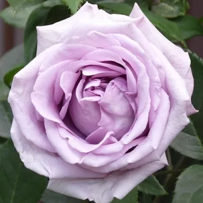 Саженцы роз ИНДИГОЛЕТТА плетистая  Саженцы роз ИНДИГОЛЕТТА плетистая в Реутове