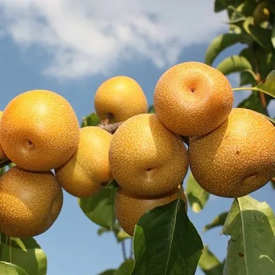 Груша азиатская  Груша азиатская в Реутове