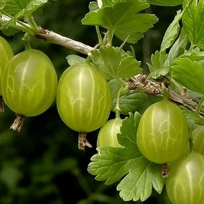 Крыжовник УРАЛЬСКИЙ БЕСШИПНЫЙ  Крыжовник УРАЛЬСКИЙ БЕСШИПНЫЙ в Реутове