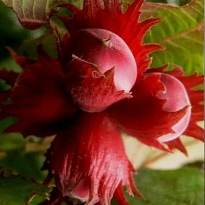 Фундук БАГРЯНЕЦ  Фундук БАГРЯНЕЦ в Реутове