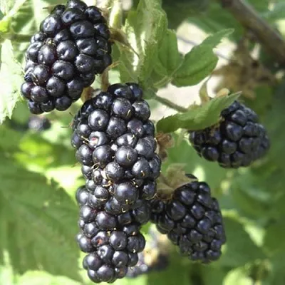 Ежемалина МАРИОН  Ежемалина МАРИОН в Реутове