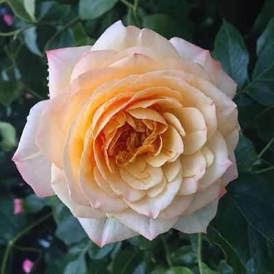 Саженцы роз АБЕЙ ДЕ СЕНТ-АМАН шраб  Саженцы роз АБЕЙ ДЕ СЕНТ-АМАН шраб в Реутове