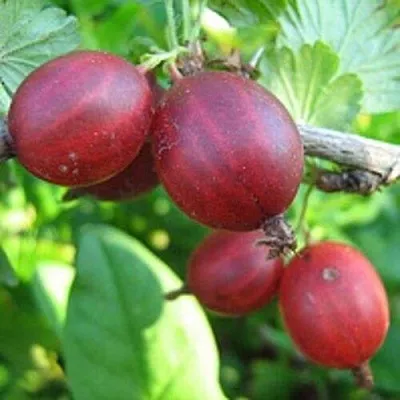 Крыжовник ЩЕДРЫЙ  Крыжовник ЩЕДРЫЙ в Реутове