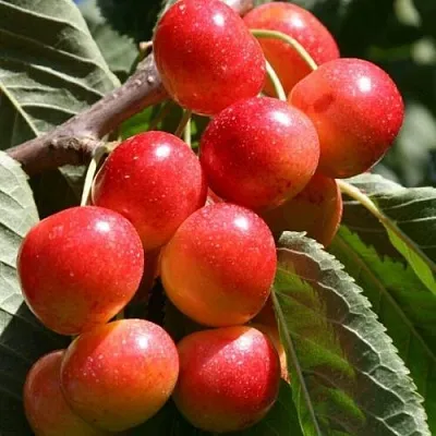 Черешня ГАСТИНЕЦ в Реутове