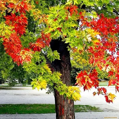 Клен  Клен в Реутове