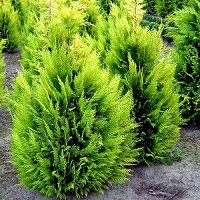 Кипарисовик ИВОНЕ лавсана  Кипарисовик ИВОНЕ лавсана в Реутове