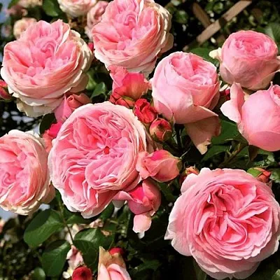 Саженцы роз ДЖАРДИНА плетистая  Саженцы роз ДЖАРДИНА плетистая в Реутове