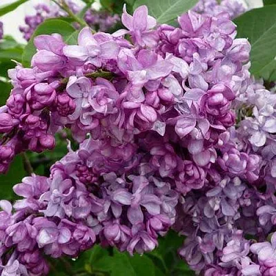 Сирень ГЕНЕРАЛ ПЕРШИНГ  Сирень ГЕНЕРАЛ ПЕРШИНГ в Реутове