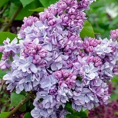 Сирень КАТЕРИНА ХАВЕМЕЙЕР  Сирень КАТЕРИНА ХАВЕМЕЙЕР в Реутове