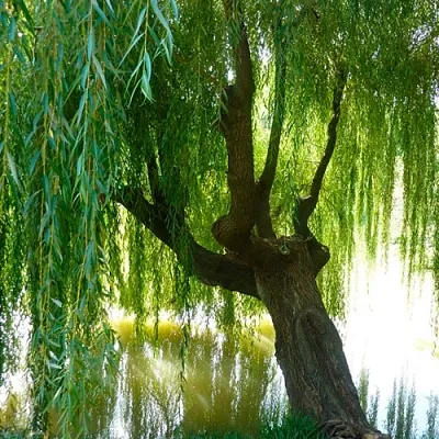 Ива  Ива в Реутове