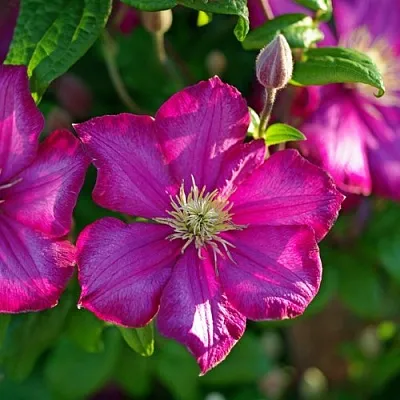 Клематис КАРМЕНСИТА  Клематис КАРМЕНСИТА в Реутове