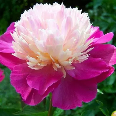 Пион ГЕЙ ПАРИ травянистый  Пион ГЕЙ ПАРИ травянистый в Реутове