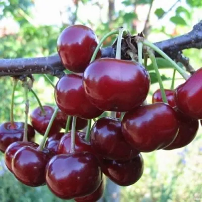 Вишня НОРД СТАР в Реутове