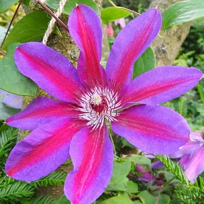 Клематис АКАИШИ  Клематис АКАИШИ в Реутове