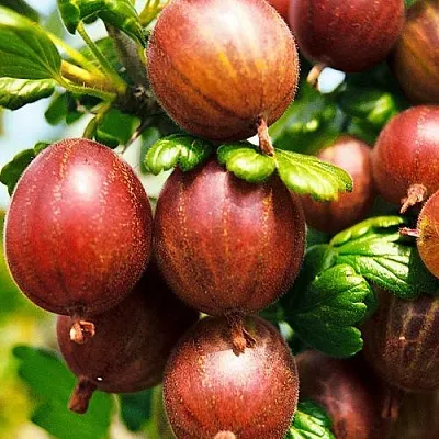 Крыжовник ШЕРШНЕВСКИЙ  Крыжовник ШЕРШНЕВСКИЙ в Реутове