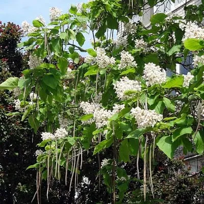 Катальпа  Катальпа в Реутове