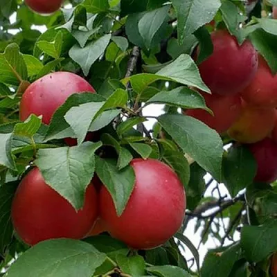 Плумкот БИРИКОККОЛО ГИГАНТЕ ДИ БУДРИО  Плумкот БИРИКОККОЛО ГИГАНТЕ ДИ БУДРИО в Реутове