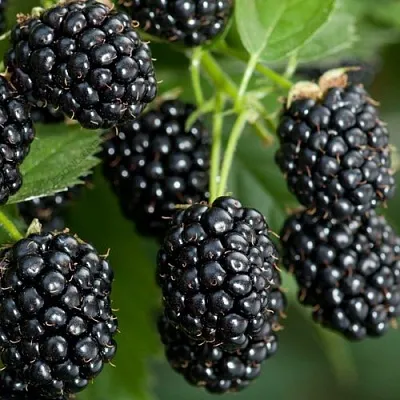 Ежевика ЧЕРНАЯ МАГИЯ ремонтантная  Ежевика ЧЕРНАЯ МАГИЯ ремонтантная в Реутове