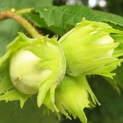 Фундук КАТАЛОНСКИЙ  Фундук КАТАЛОНСКИЙ в Реутове