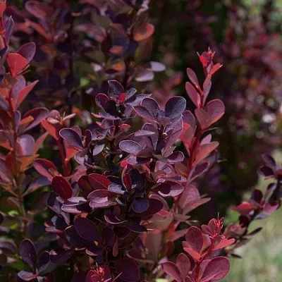 Барбарис ХЕЛМОНД ПИЛЛАР тунберга  Барбарис ХЕЛМОНД ПИЛЛАР тунберга в Реутове