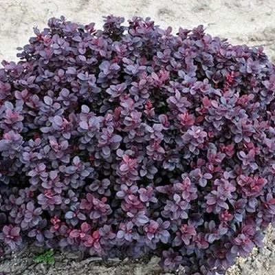 Барбарис КОНКОРД тунберга  Барбарис КОНКОРД тунберга в Реутове