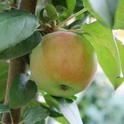 Яблоня ПОДСНЕЖНИК стелющаяся  Яблоня ПОДСНЕЖНИК стелющаяся в Реутове