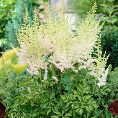 Астильба МИЛК ЭНД ХАНИ китайская в Реутове