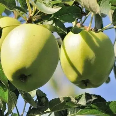 Яблоня САХАРНАЯ  Яблоня САХАРНАЯ в Реутове