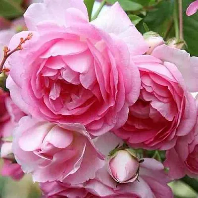 Саженцы роз ЖАСМИНА плетистая  Саженцы роз ЖАСМИНА плетистая в Реутове